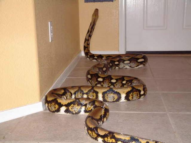 home security