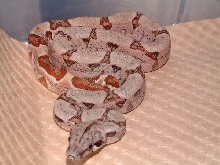 hypo male cb03