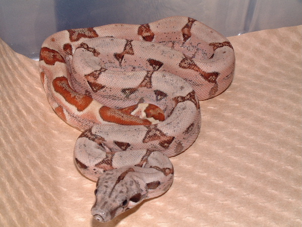 hypo male cb03