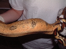 Orange Boa