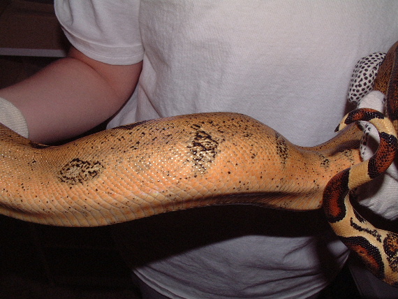 Orange Boa