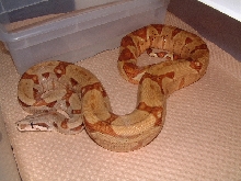 Super Salmon female