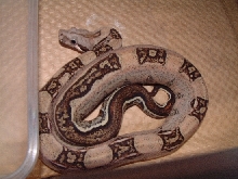 stryderboa2