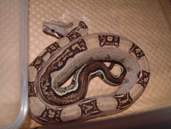 stryderboa2
