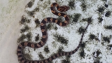 Help Identify
