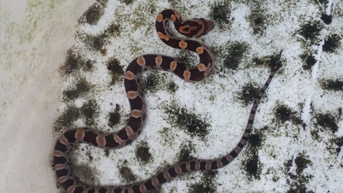 Help Identify