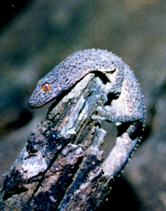 Eastern Spiny-tailed Gecko Diplodactylus williamsi