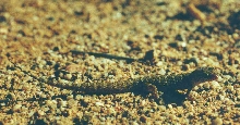 Bynoes Gecko Heteronotia binoei