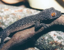 Golden-tailed Gecko Diplodactylus taenicauda