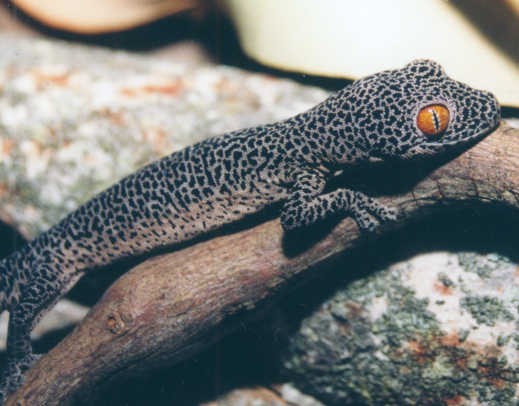 Golden-tailed Gecko Diplodactylus taenicauda