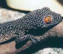 Golden-tailed Gecko Diplodactylus taenicauda