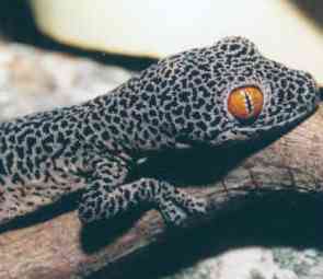 Golden-tailed Gecko Diplodactylus taenicauda
