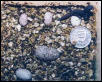 Hatchling1
