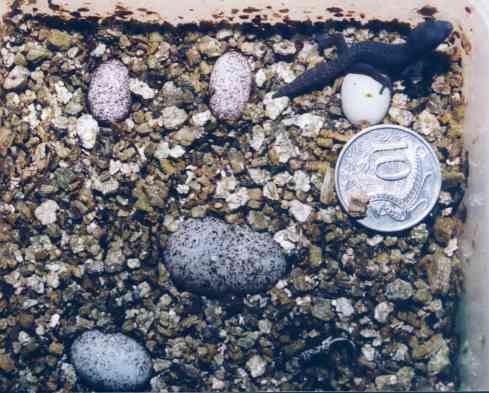 Hatchling1