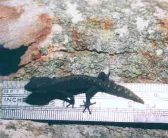 Hatchling Diplodactylus vittatus- Wood Gecko