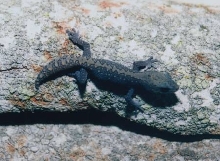 Diplodactylus vittatus- Wood Gecko