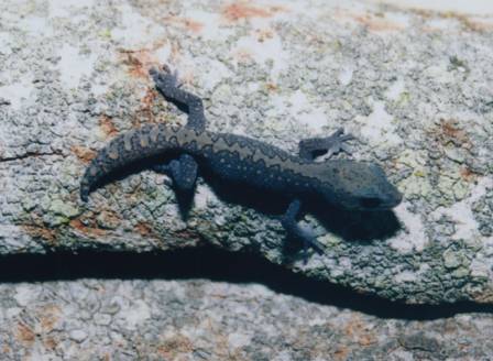 Diplodactylus vittatus- Wood Gecko