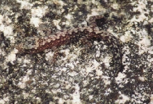 Oedura lesueurii Lesueur's Velvet Gecko