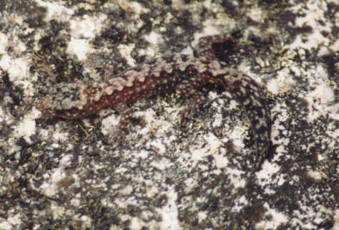 Oedura lesueurii Lesueur's Velvet Gecko