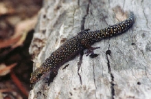 Tryon's Velvet Gecko Oedura tryoni