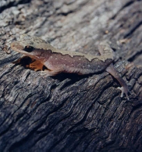 Wood Gecko Diplodactylus vittatus