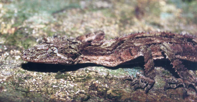 Southern Rainforest Leaf-tailed Gecko Saltuarius swainii
