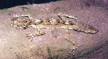 Southern Rainforest Leaf-tailed Gecko Saltuarius swainii
