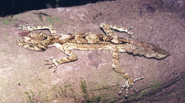 Southern Rainforest Leaf-tailed Gecko Saltuarius swainii