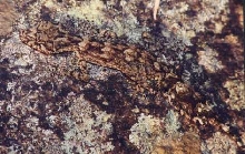 Granite Belt Leaf-tailed Gecko Saltuarius wyberba