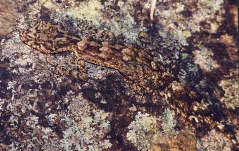 Granite Belt Leaf-tailed Gecko Saltuarius wyberba