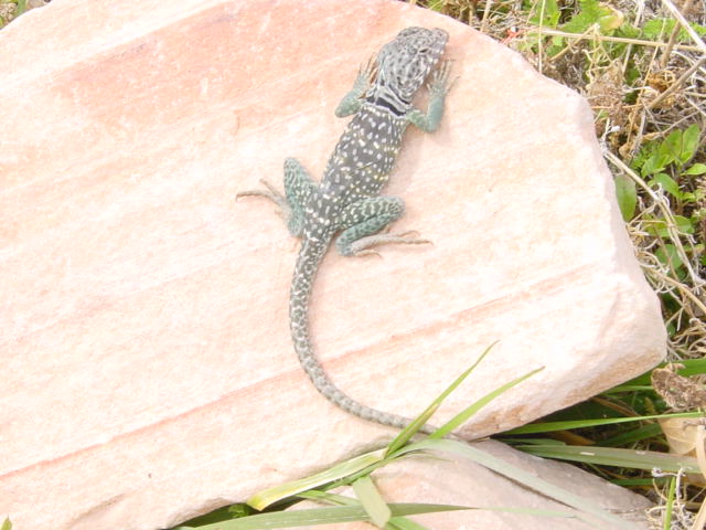 collared in front yard