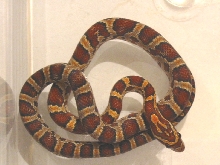 Okeetee Post Shed