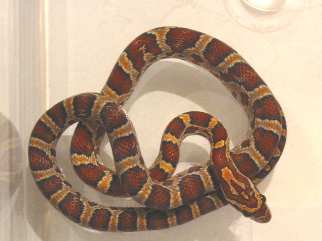 Okeetee Post Shed