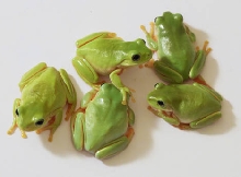 young Aussie White's tree frogs