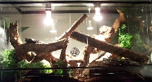 bassterrarium