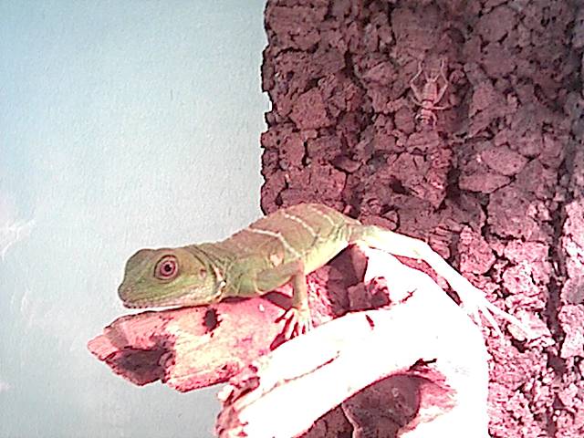 bruce