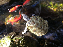 Light Phase Captive-bred Female Diamondback Terrapin