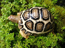 Exceptional Leopard Tortoise Hatchling