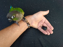 Spotted Turtle Hatchling with Curious Green Cheek Conure