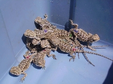 Baby dragons