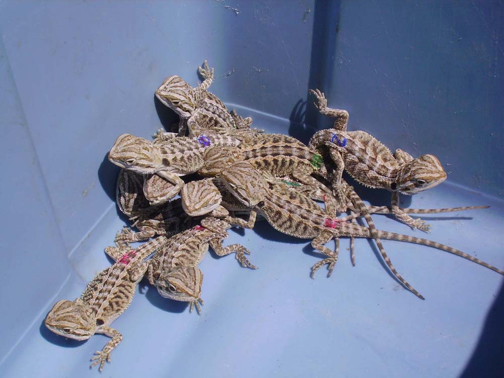 Baby dragons