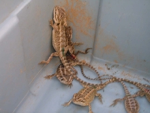 A baby from my latest clutch