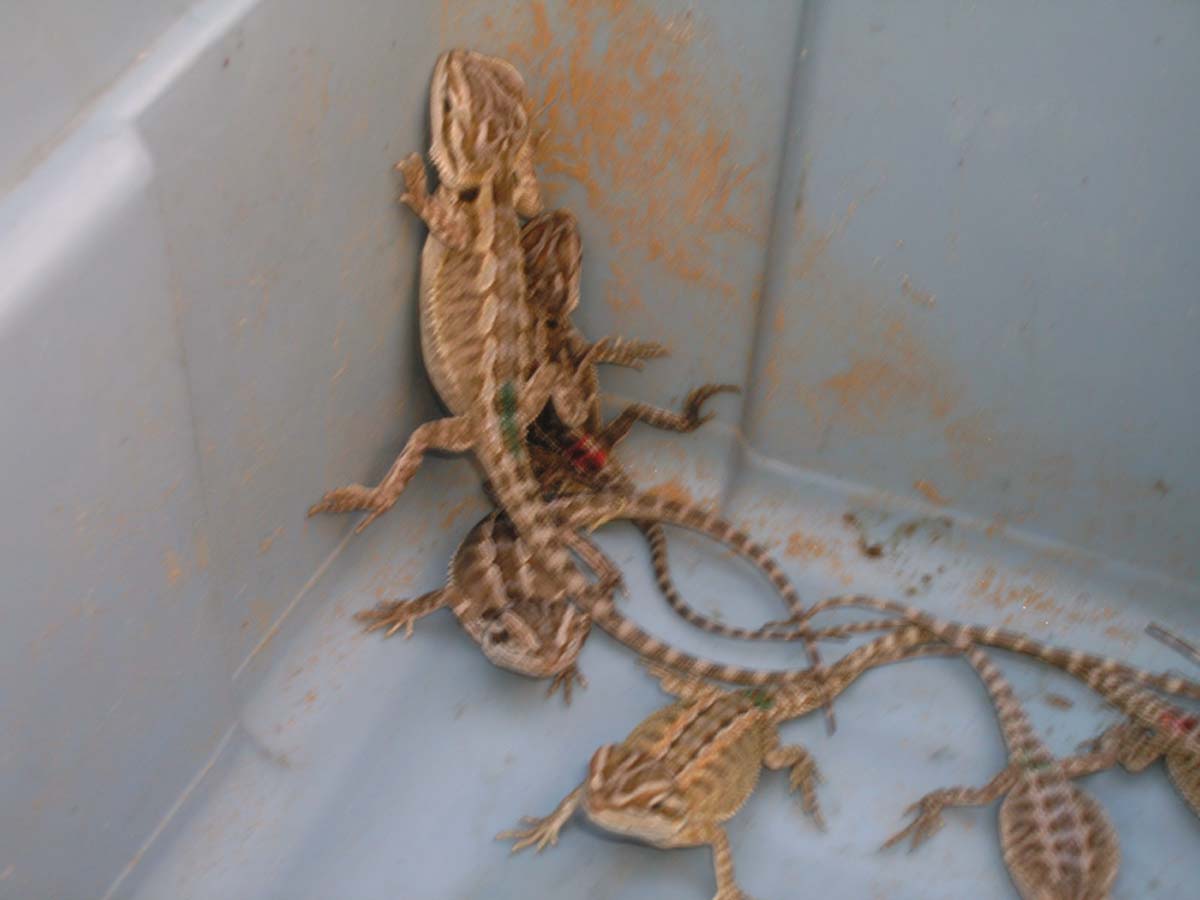 A baby from my latest clutch