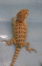 Rusty Dragon