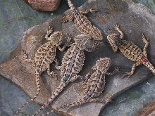 Big Babies