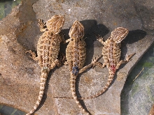 The rust group