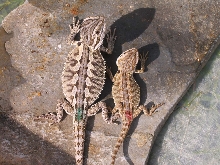 Size Comparison at 3 weeks