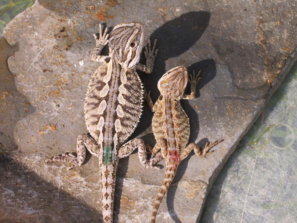 Size Comparison at 3 weeks