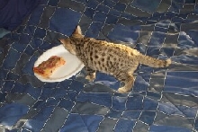 ANCHOVIES!!!!!!!!
