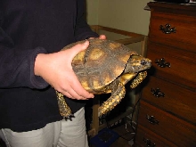 Female